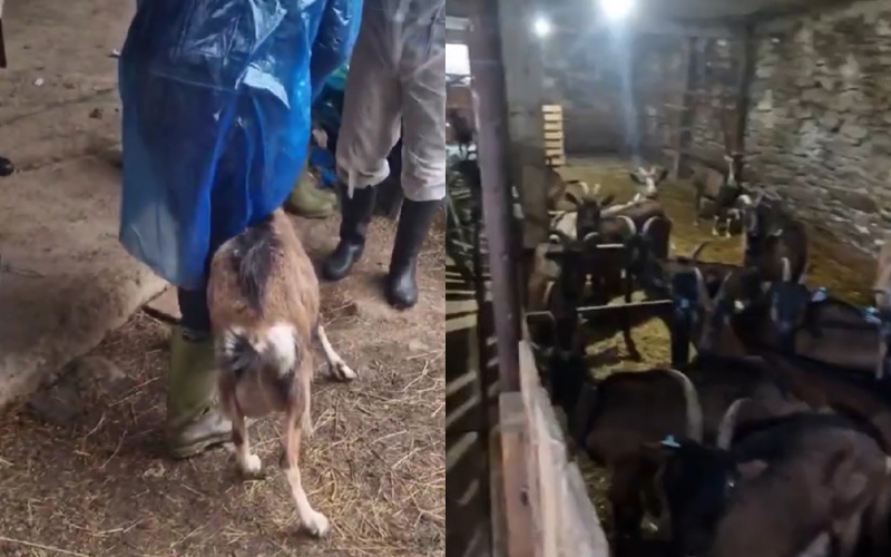 Zbog bruceloze eutanazirano kompletno stado koza Admira Omerčevića Zbog bruceloze eutanazirano kompletno stado koza Admira Omerčevića