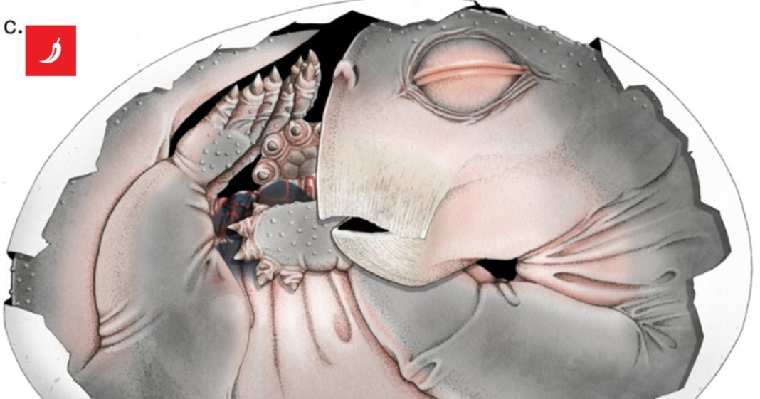 Znanstvenici potvrdili: Preci sisavaca su polagali jaja Znanstvenici potvrdili: Preci sisavaca su polagali jaja